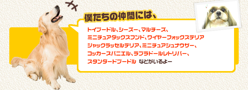 僕たちの仲間には、トイプードル、シーズー、マルチーズ、ミニチュアダックスフンド、ワイヤーフォックステリアジャックラッセルテリア、ミニチュアシュナウザー、コッカースパニエルラブラドールレトリバー、ゴールデンレトリバー､スタンダードプードル などがいるよー