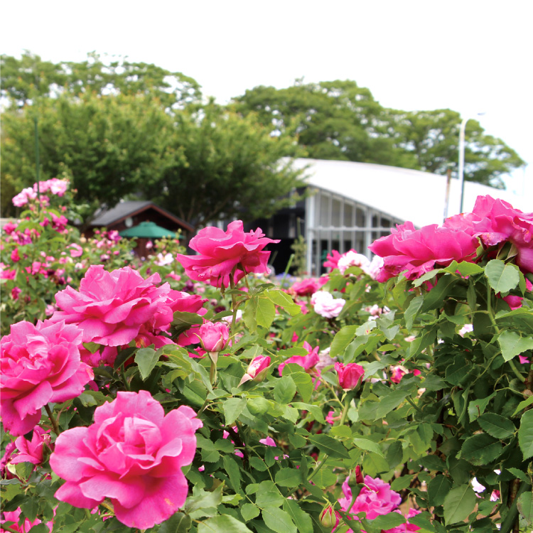 バラ園・ハーブ園