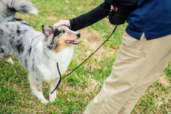 トレーニング（犬の保育園）