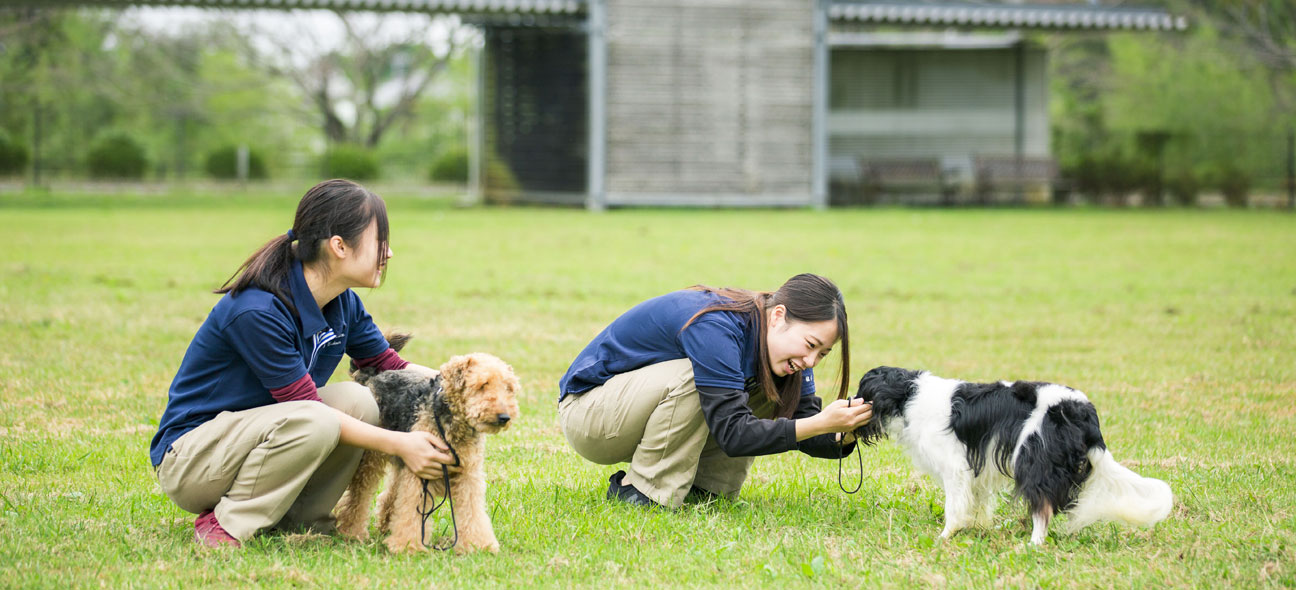 一般の飼い主の方へ モデル犬募集