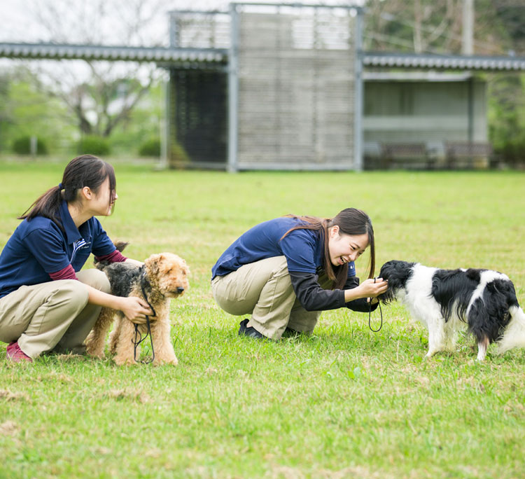 一般の飼い主の方へ モデル犬募集