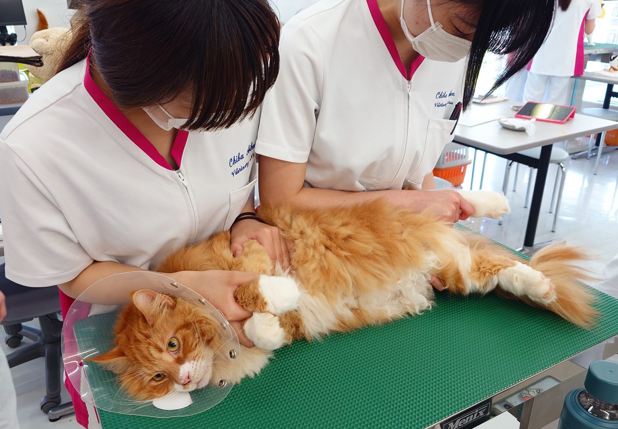 見習い愛玩動物看護師奮闘記】～2年生の猫ちゃん実習！～ | ちば愛犬