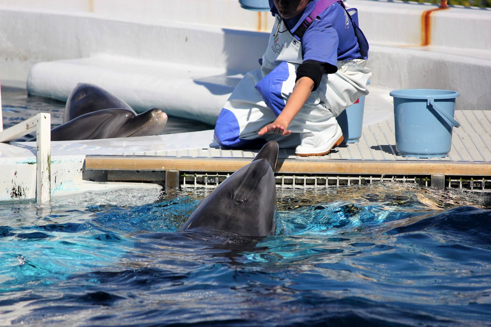 水族館の飼育員になるには？仕事内容や向いている人の特徴も紹介