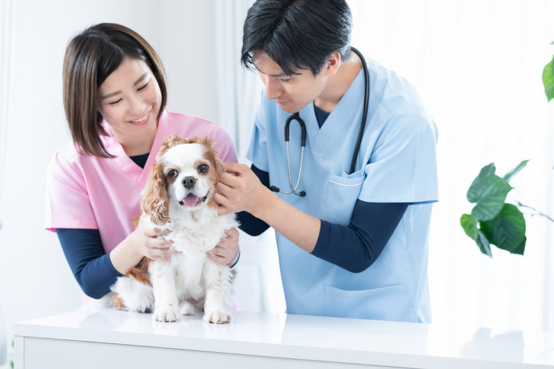 愛玩動物看護師・動物看護師とは？