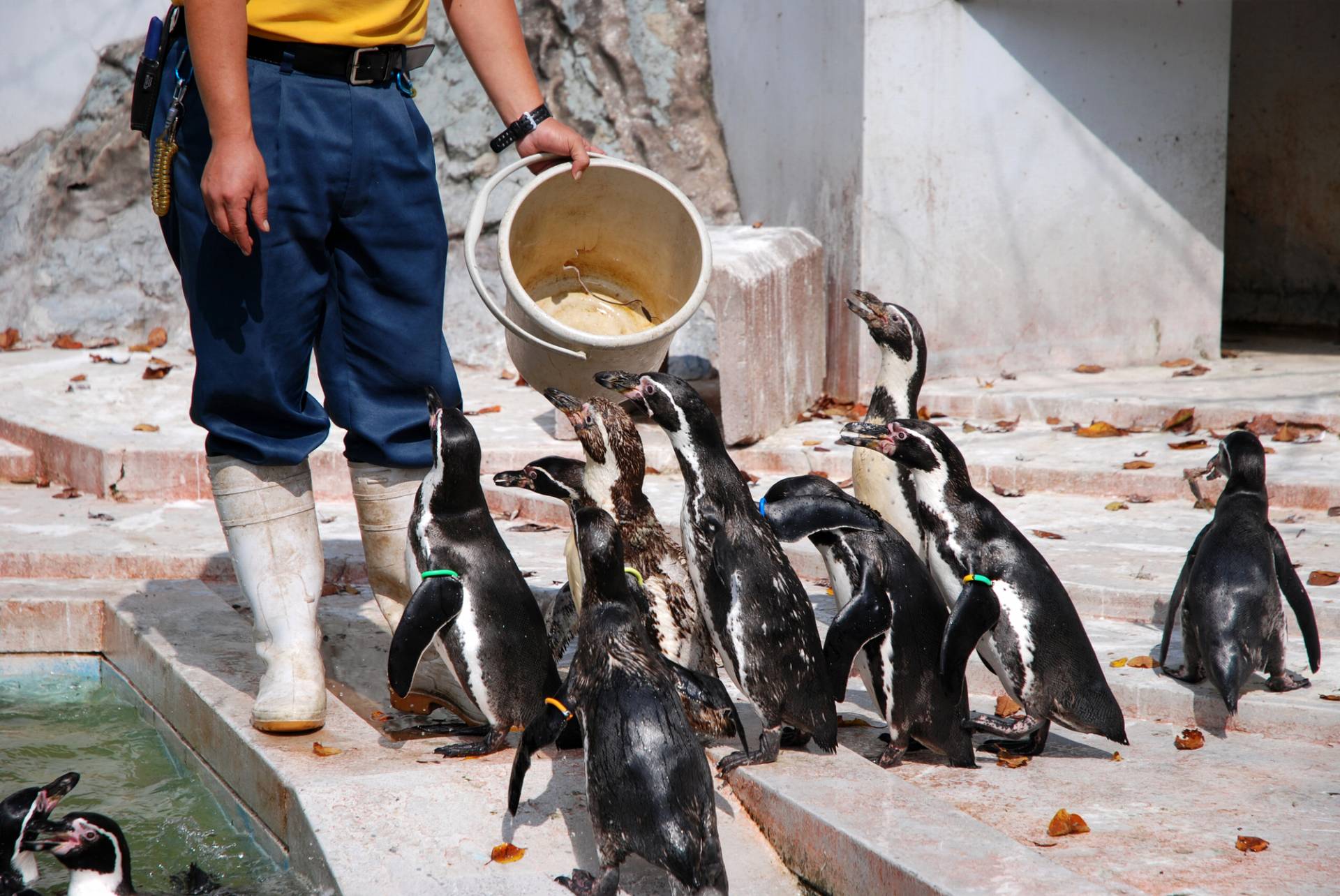 水族館飼育員の主な仕事内容