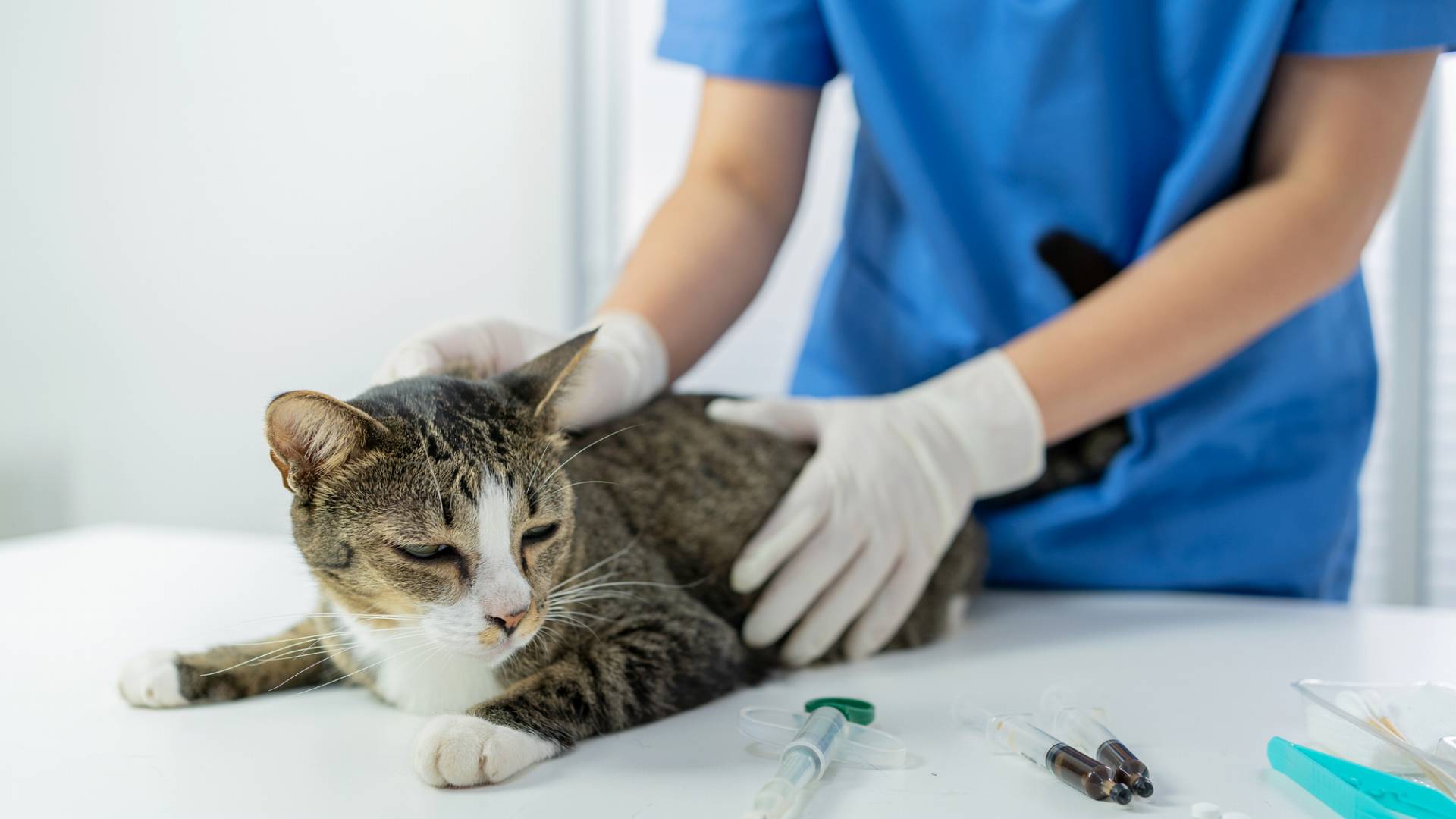 愛玩動物看護師とは？