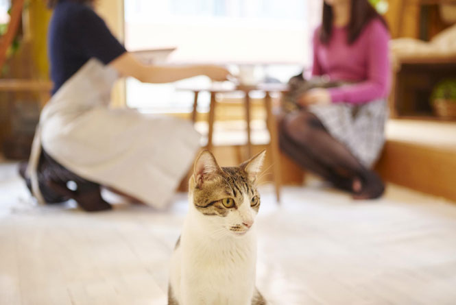 動物カフェスタッフとして働くには？