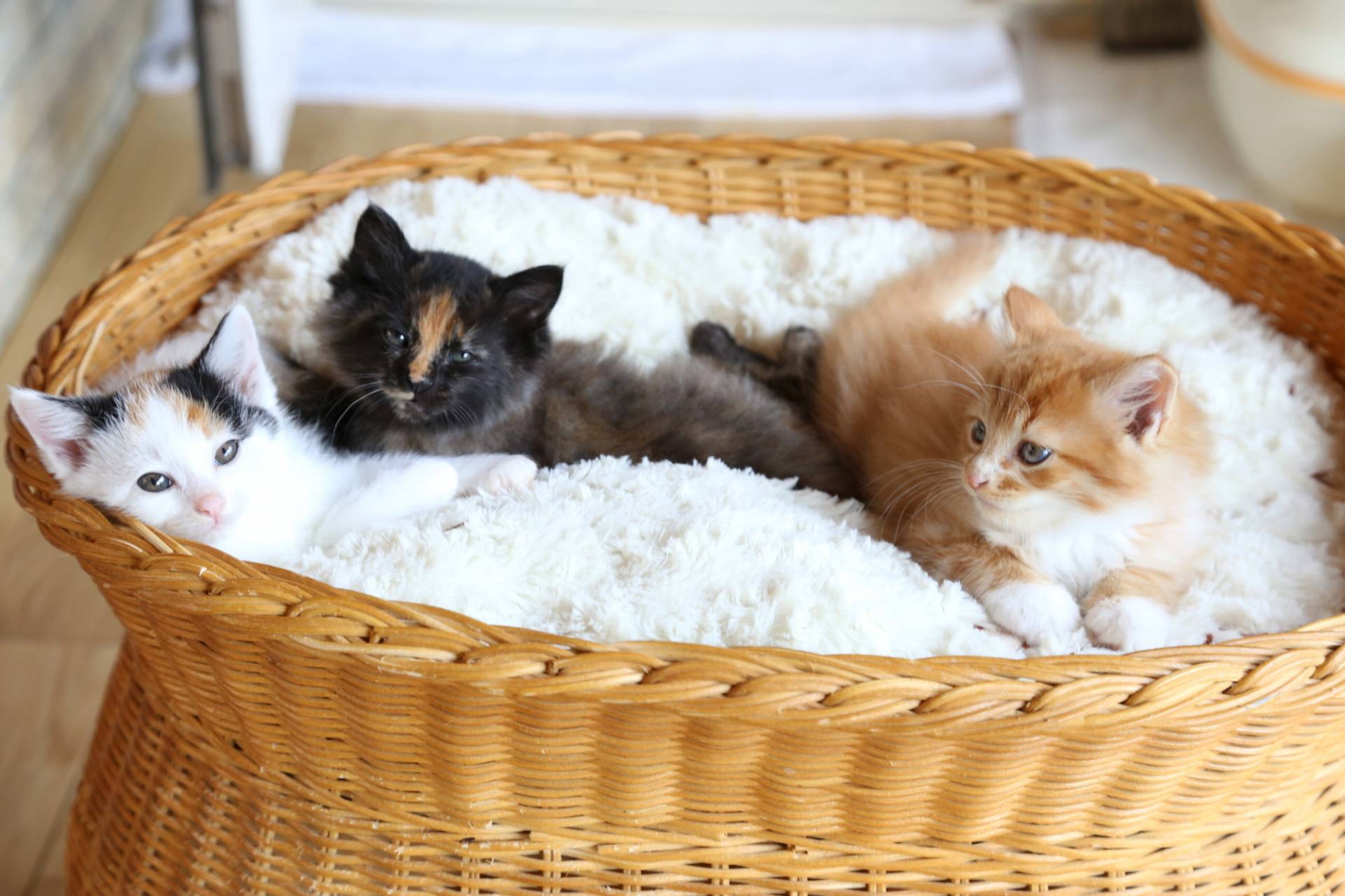 猫ブリーダーになるには?方法や資格の必要性などを解説