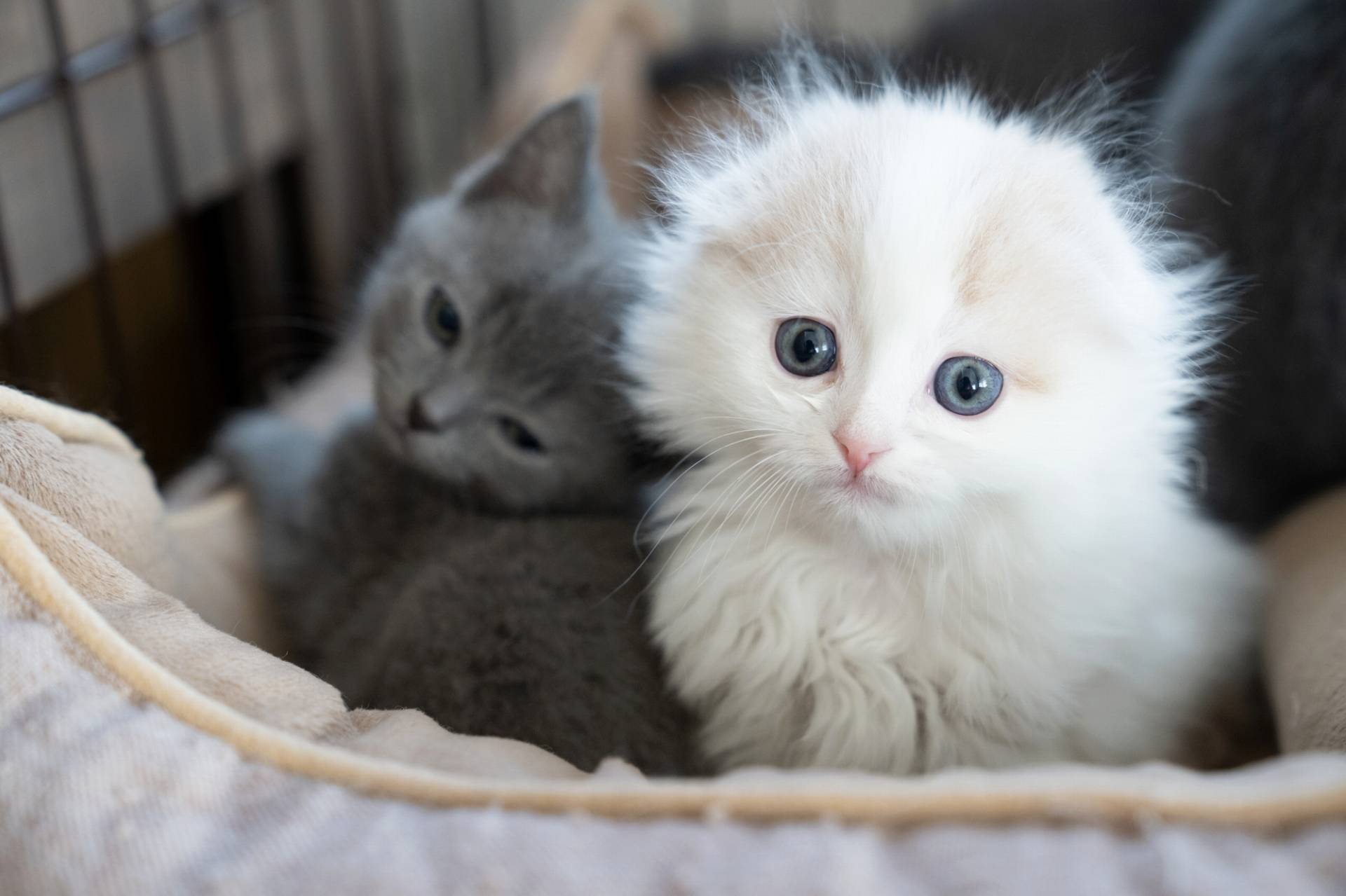 猫ブリーダーを目指すなら