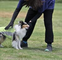 ドッグトレーナーに向いてる人の特徴・性格などを解説！向かない人についても