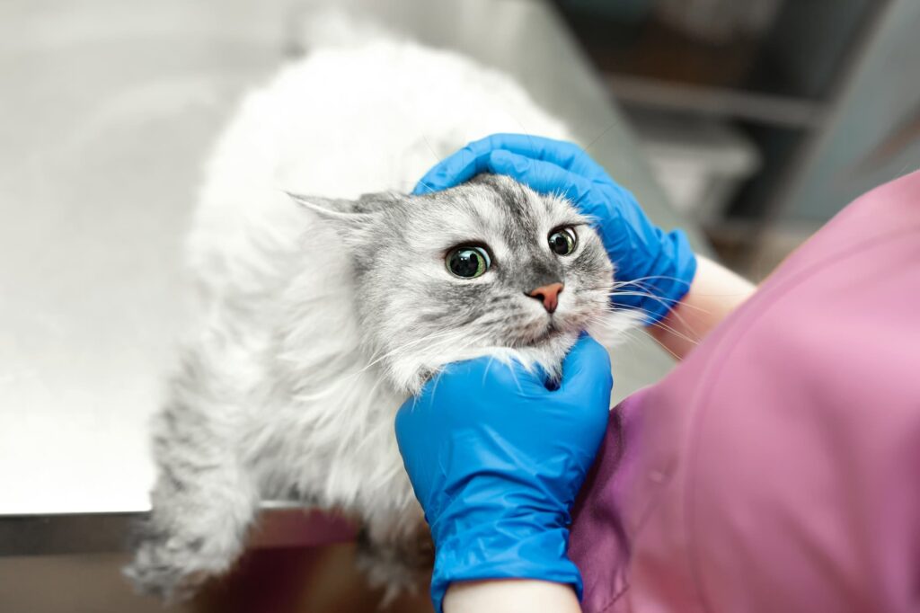 キャットマイスターとは？