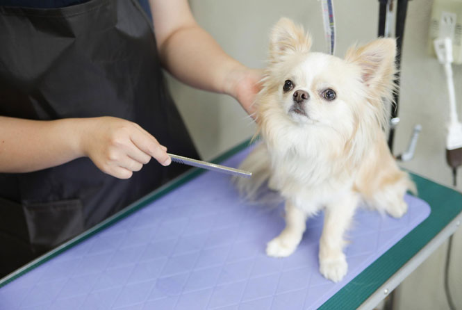 動物アレルギーがあってもトリマーになれる?対策・注意点も解説
