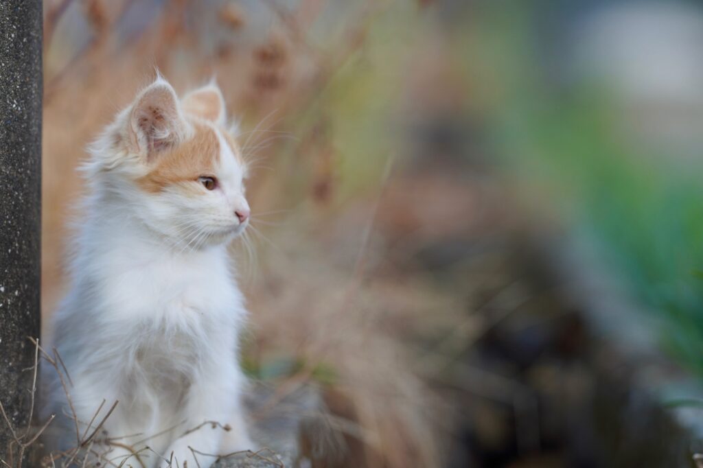 猫を拾ったらどうする…?正しい対応&注意点