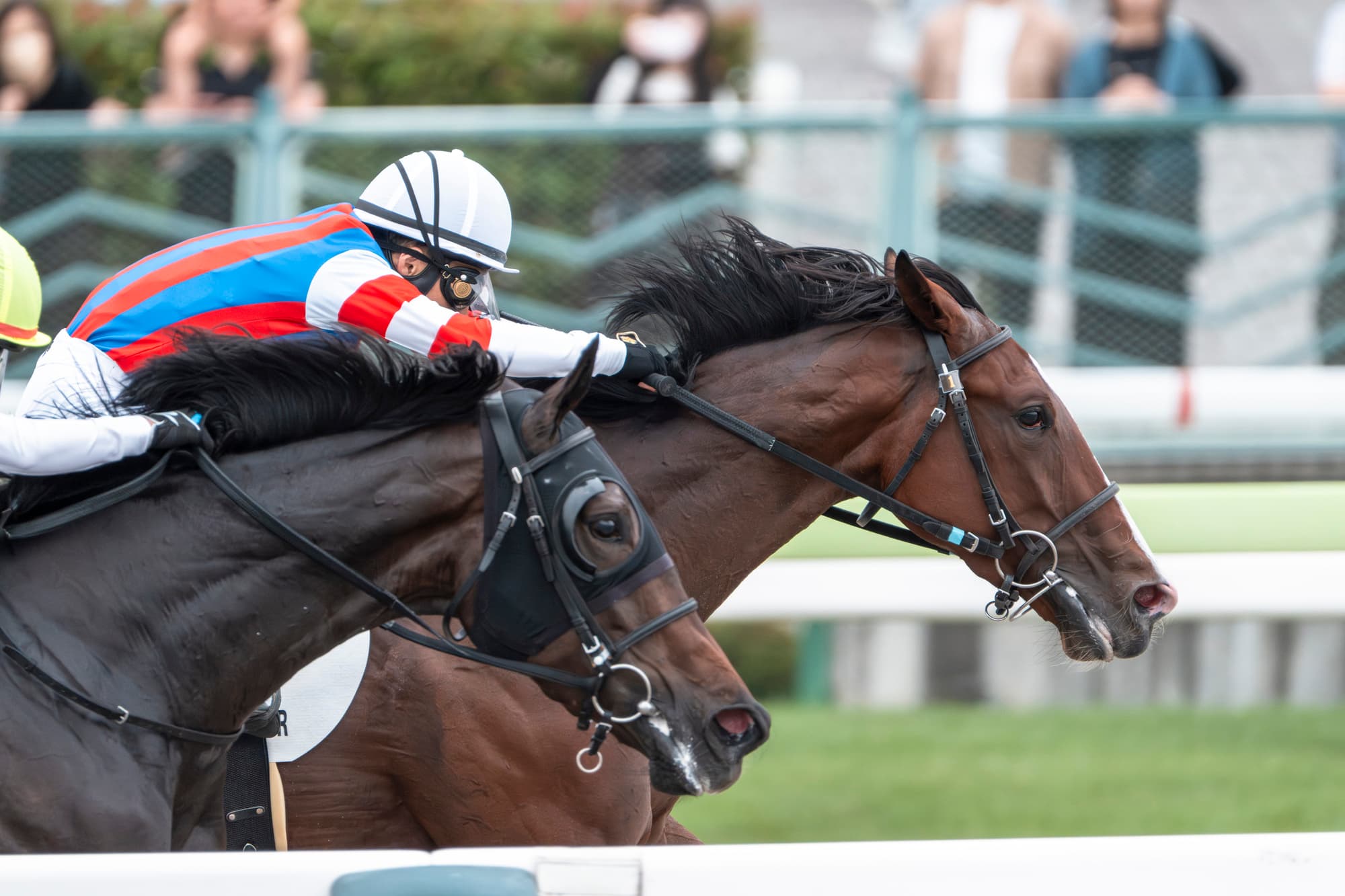 中央競馬と地方競馬の違いをわかりやすく解説