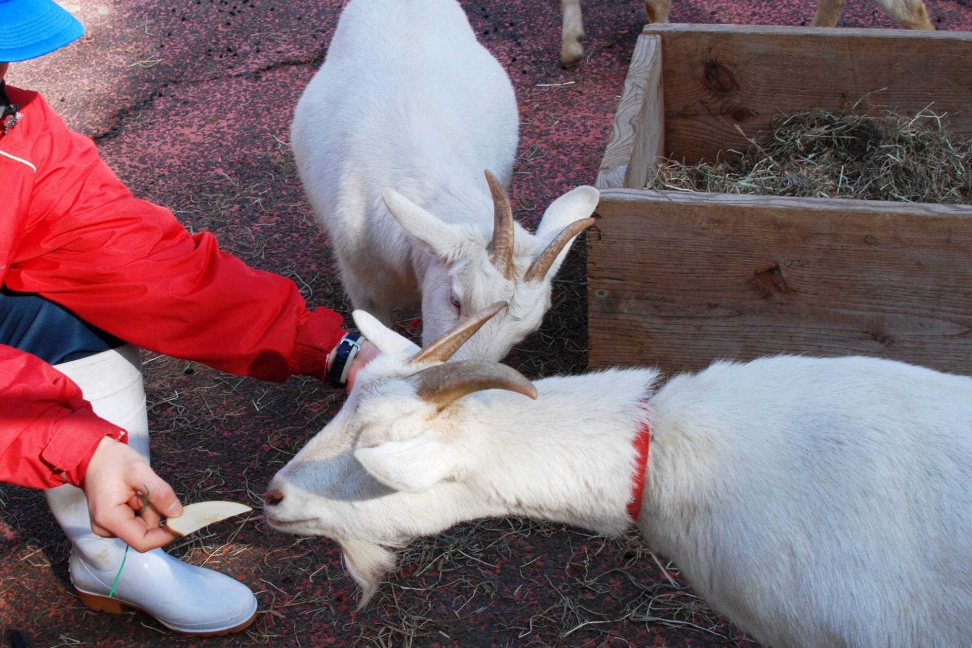 動物園飼育員に興味があるなら、オープンキャンパスで実際の学びを体験しよう
