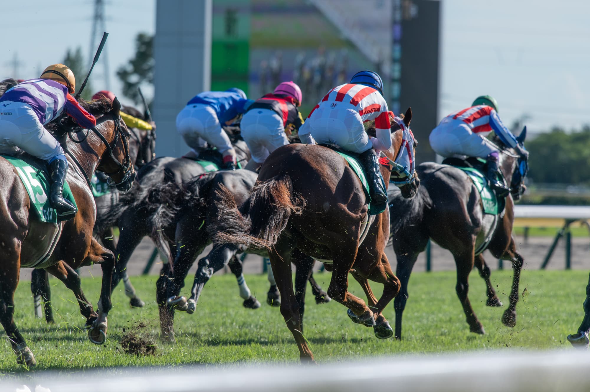 中央競馬と地方競馬の違いをチェック