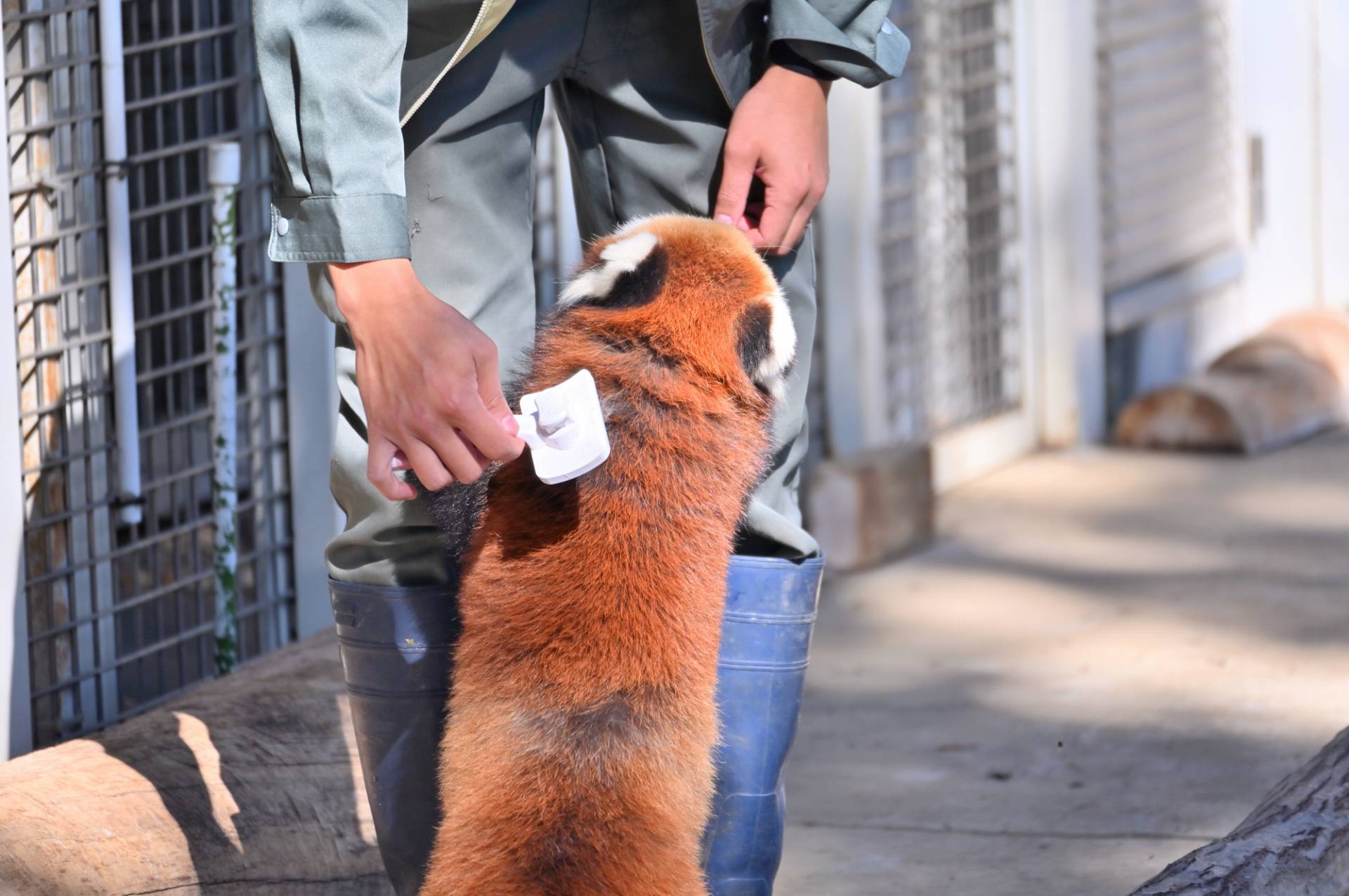 動物園飼育員の仕事内容は？主な業務や1日の流れなど